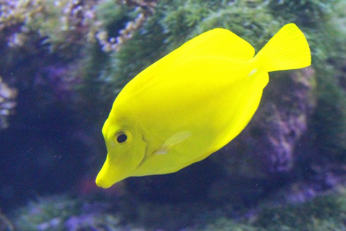 江の島水族館の黄色ハギ_c0135957_9554619.jpg