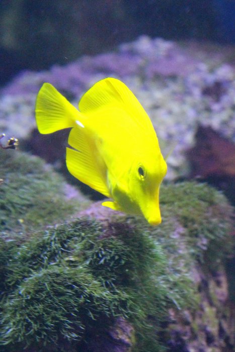 江の島水族館の黄色ハギ_c0135957_956782.jpg