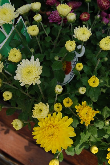 a0201358_1712145.jpg