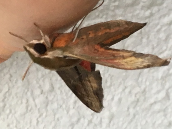 マメシタベニスズメ 食草 幼虫 蛹 羽化 写真と短い文章 5 マメシタベニスズメ 食草 幼虫 蛹 羽化 写真と短い文章 5