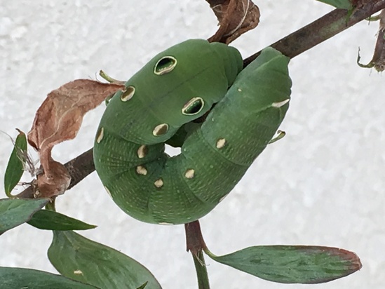 マメシタベニスズメ 食草 幼虫 蛹 羽化 写真と短い文章 ５