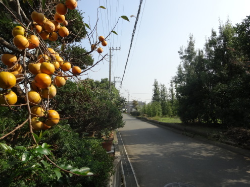 中原街道（5）桜ヶ丘～寒川02　用田_d0183387_09573788.jpg