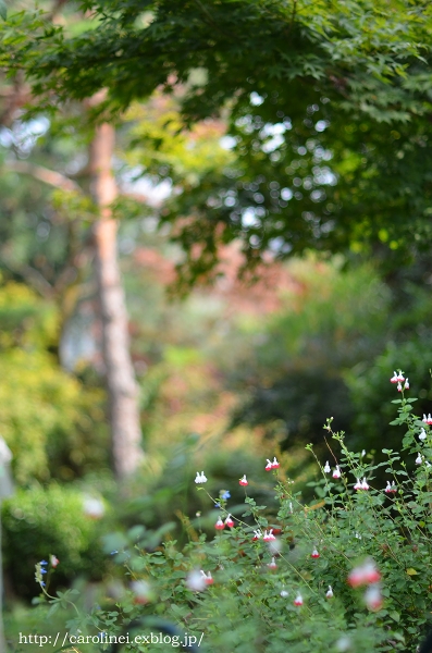 秋の庭、そして掲載　　Autumn Garden_d0025294_1483710.jpg