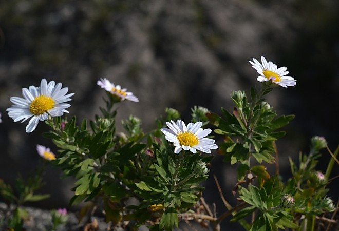 a0339396_19043184.jpg
