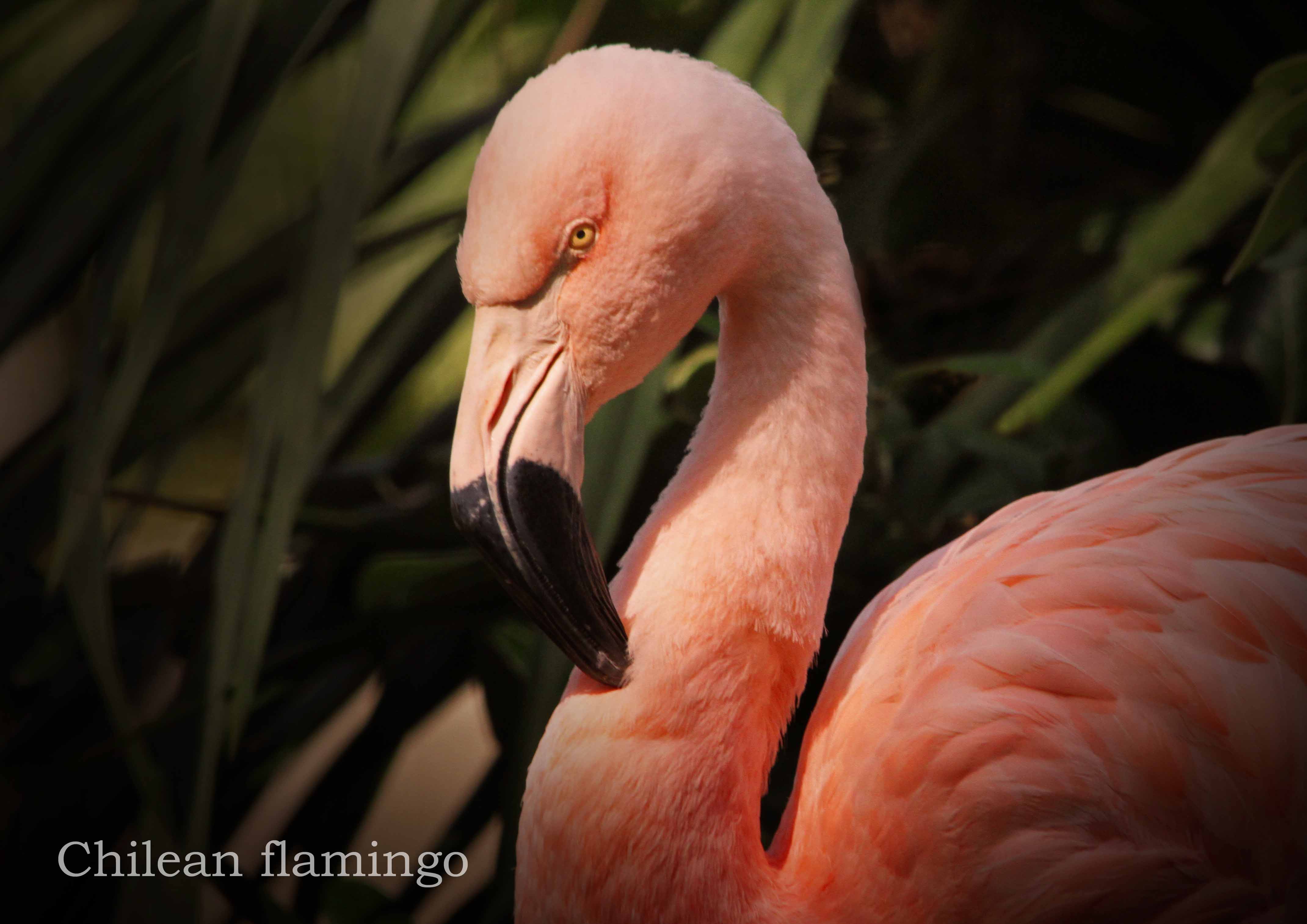 チリーフラミンゴ Chilean Flamingo 動物園の住人たち写真展 はなけもの写眞館