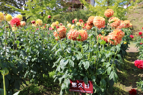 恋のダリヤ・愛のダリヤが咲いてます！川西ダリヤ園・２０１５・・・１３１_c0075701_60573.jpg