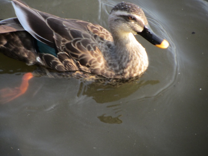 手賀沼公園で、あらっ？_e0033301_18134993.jpg