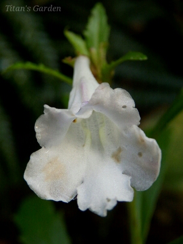 b0099813_031046.jpg