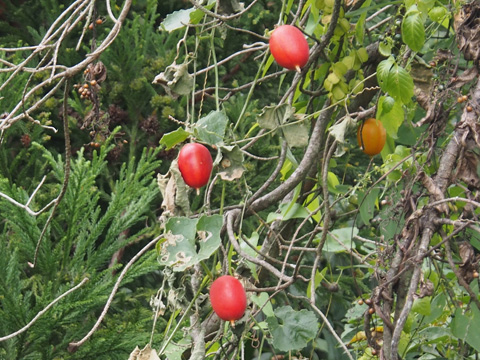 e0293913_222653.jpg