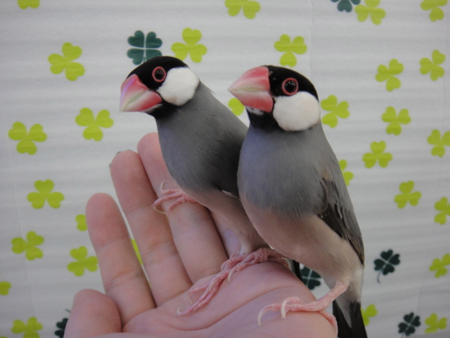 151024 モルモット・文鳥_f0189122_15511132.jpg