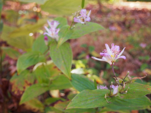 弘前城菊と紅葉まつり*2015.10.23_b0147224_19353179.jpg