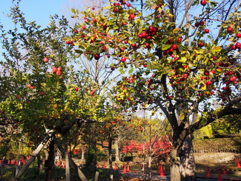 弘前城菊と紅葉まつり*2015.10.23_b0147224_1935694.jpg