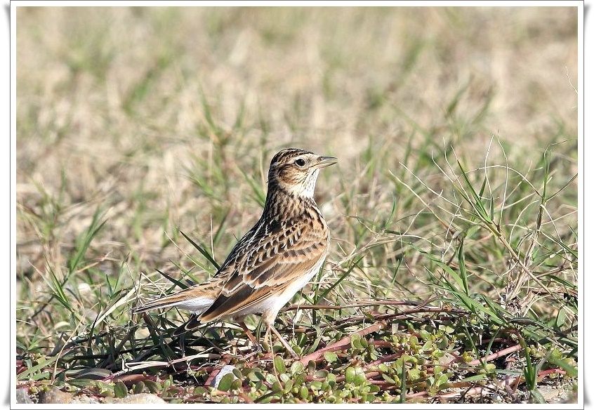 舳倉島らしい野鳥（その１３）_b0346933_6524164.jpg