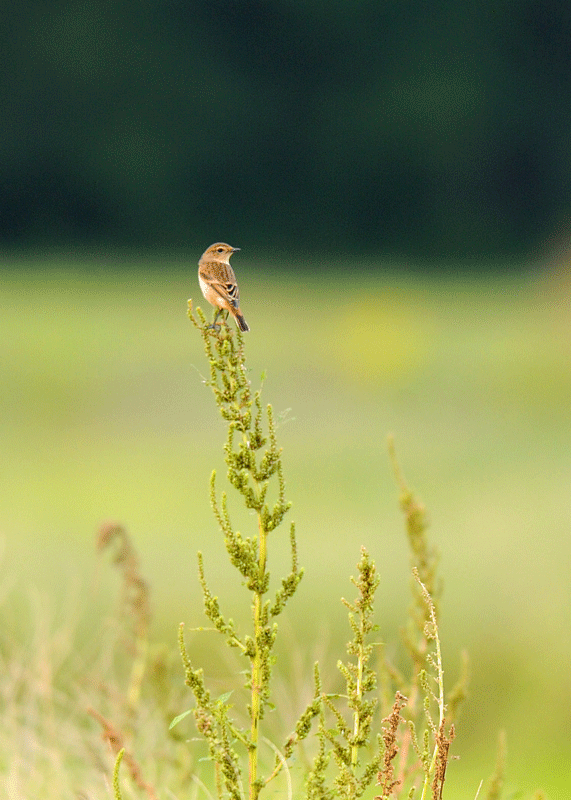 d0290240_11281483.gif