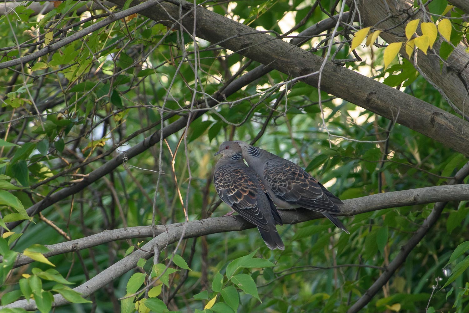 （元）カワセミ夫妻がイチャイチャしていた日_d0292540_19065417.jpg