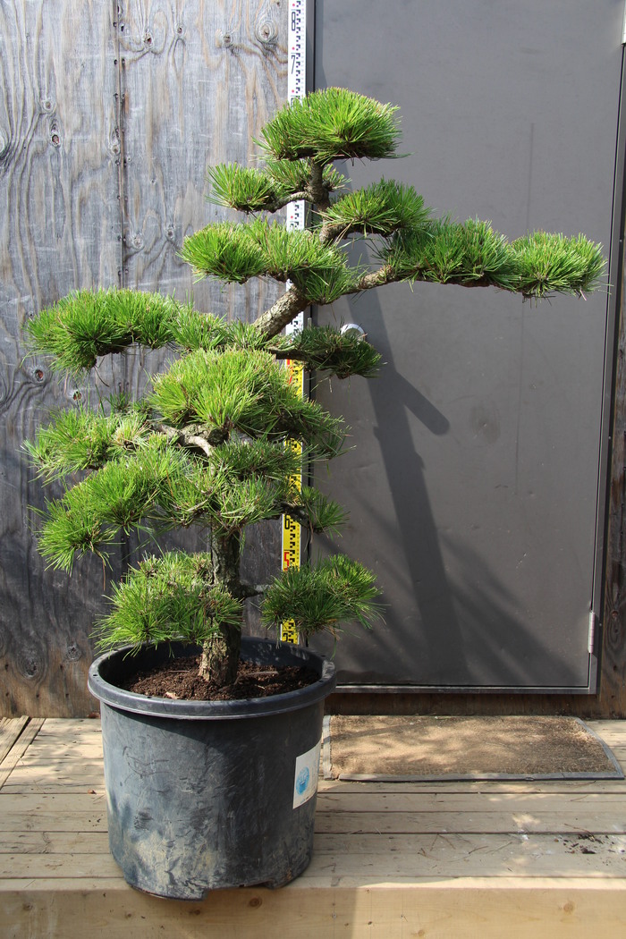 黒松 クロマツ 門かぶり仕立て 販売 画像 写真 価格 値段 庭木 安行