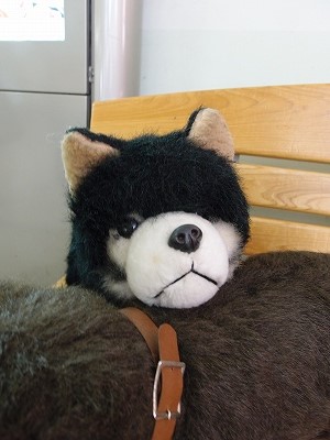 タロとジロ : アーシャとfumiの毎日