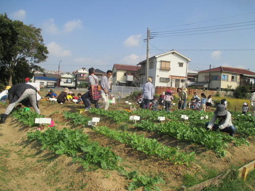 淡路のタマネギです!!_f0079749_14394355.jpg