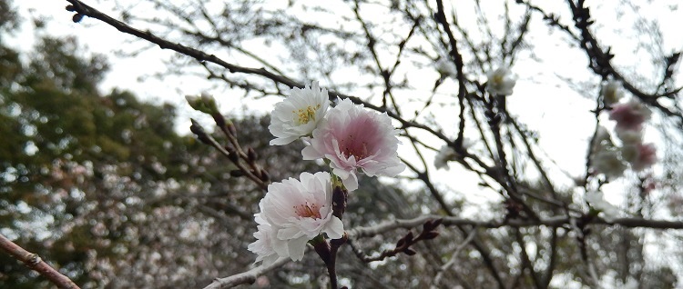 　　　　　　　　　　　　　　　　　　　砧公園のさくら_d0075453_17371240.jpg