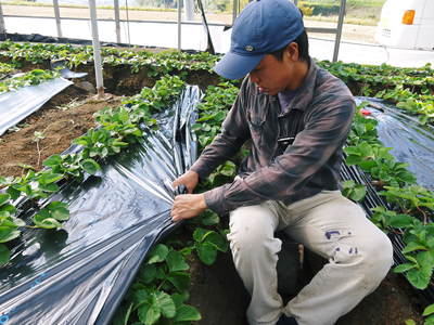 熊本イチゴ『さがほのか』 マルチ張り作業_a0254656_1732857.jpg