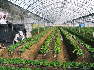 熊本イチゴ『さがほのか』 マルチ張り作業_a0254656_1823626.jpg