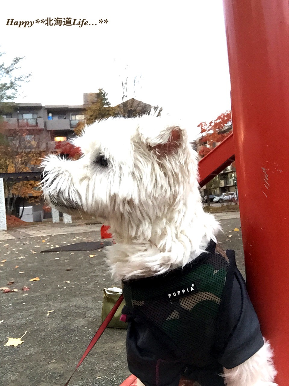 a0337860_23585804.jpeg