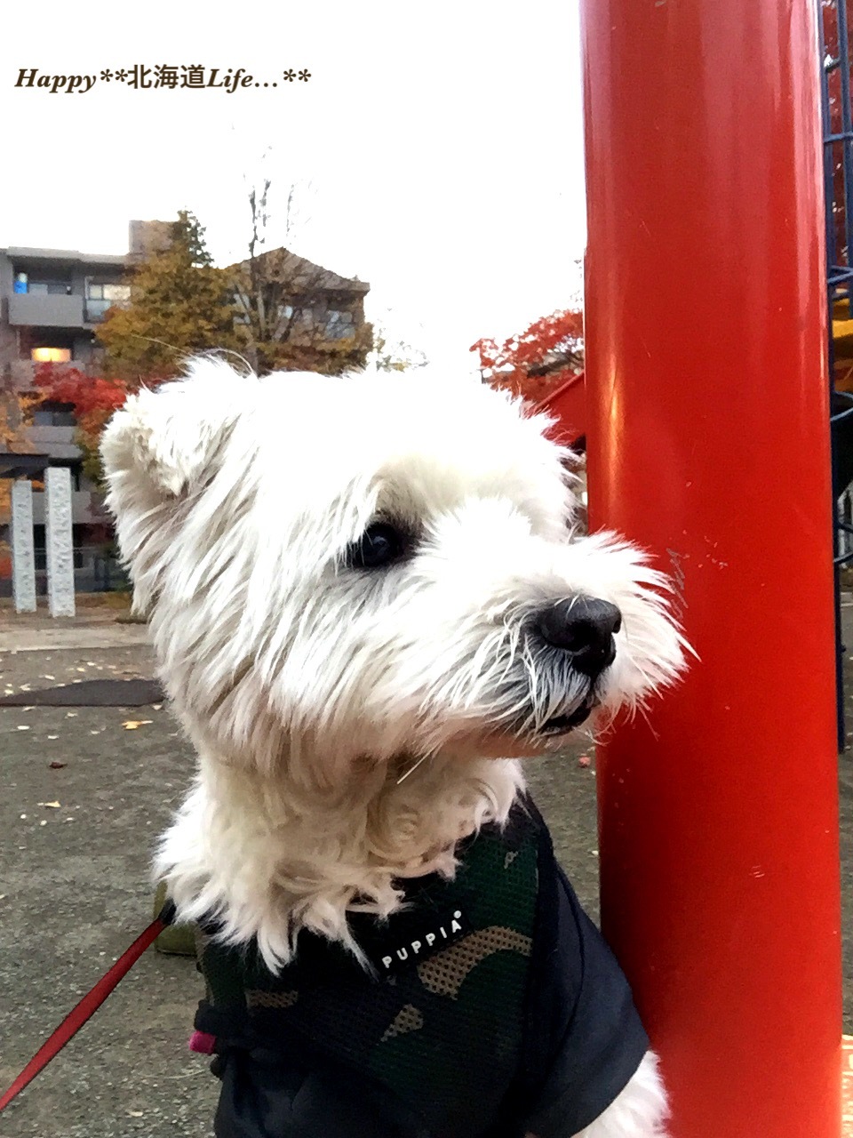 a0337860_23591000.jpeg