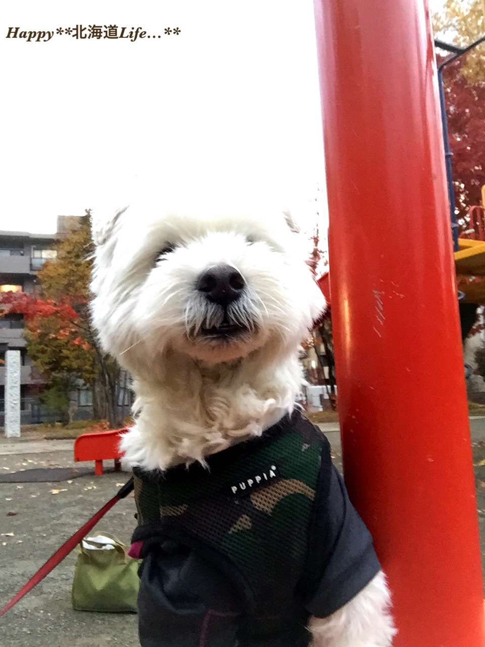 a0337860_23595121.jpeg