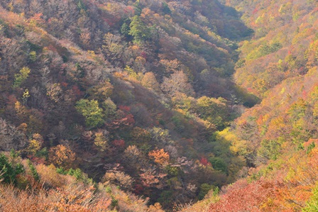 静かな森の秋　　木梶山~笹ヶ峰_c0303868_849863.jpg