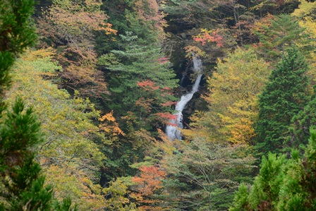 静かな森の秋　　木梶山~笹ヶ峰_c0303868_8503522.jpg