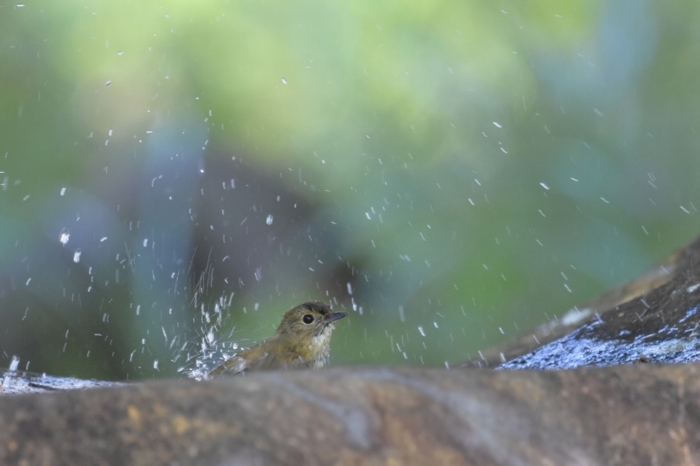キビタキ Ⅰ水場_f0053272_9224158.jpg