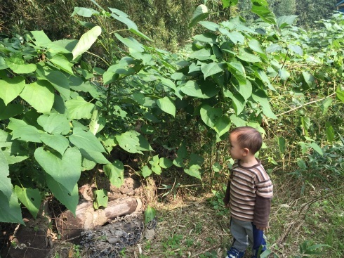 いとこの赤ちゃんがくれた草 いとこの赤ちゃんがくれた草