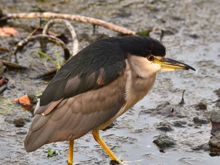 2015年　１０月　野鳥_c0176183_61999.jpg