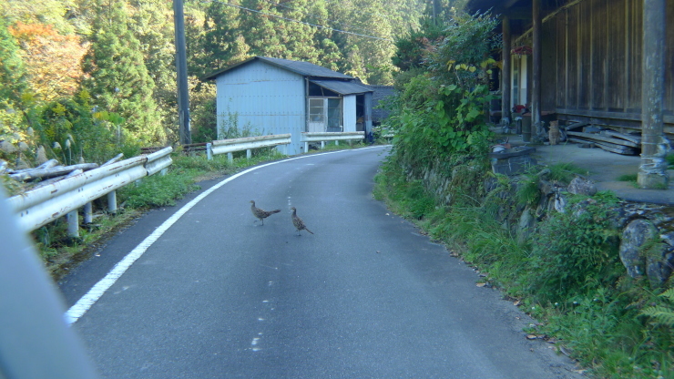 東温市～久万高原町（美川）_c0212083_17474523.jpg