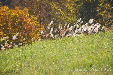 紅葉の山を登る_f0332795_08133957.jpg