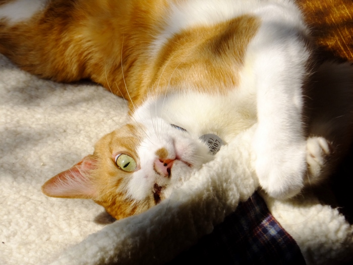 とにかく毎日休む間もなく色々やっていて眠いのでした_c0115596_22161247.jpg