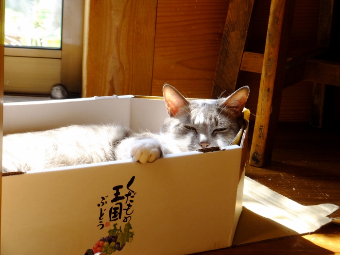 とにかく毎日休む間もなく色々やっていて眠いのでした_c0115596_22201354.jpg