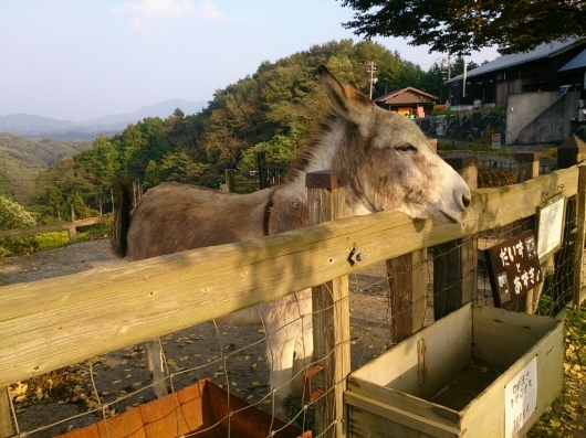 楽天感謝祭アミアミのパンプス。友達親子とワイナリー・今日はロバに会えました。_d0335597_23532130.jpg