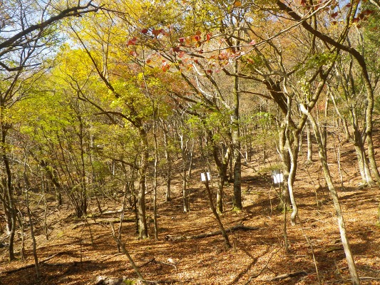 15-10：鶴見岳山系紅葉（大平山・内山）_f0187402_22474050.jpg