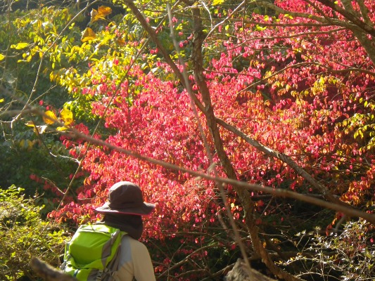 15-10：鶴見岳山系紅葉（大平山・内山）_f0187402_2248052.jpg