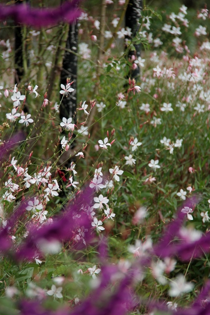 草ぶえの丘バラ園　２０１５ 秋 その３_d0166303_23561123.jpg