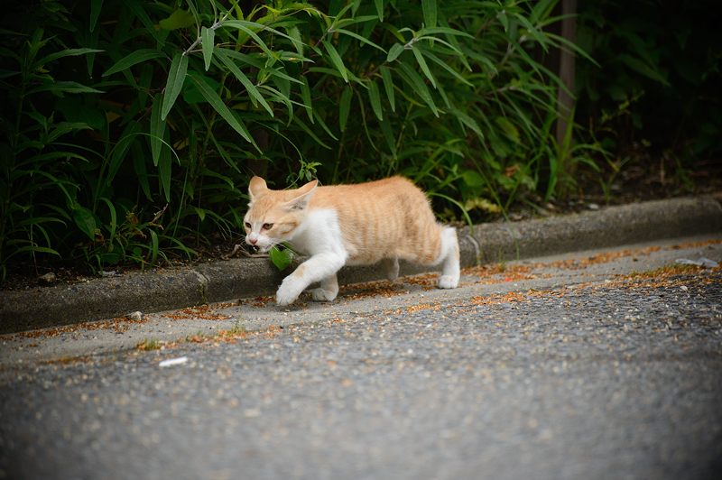 町角ニャンコ・あちこちニャンコ_f0032011_17455081.jpg