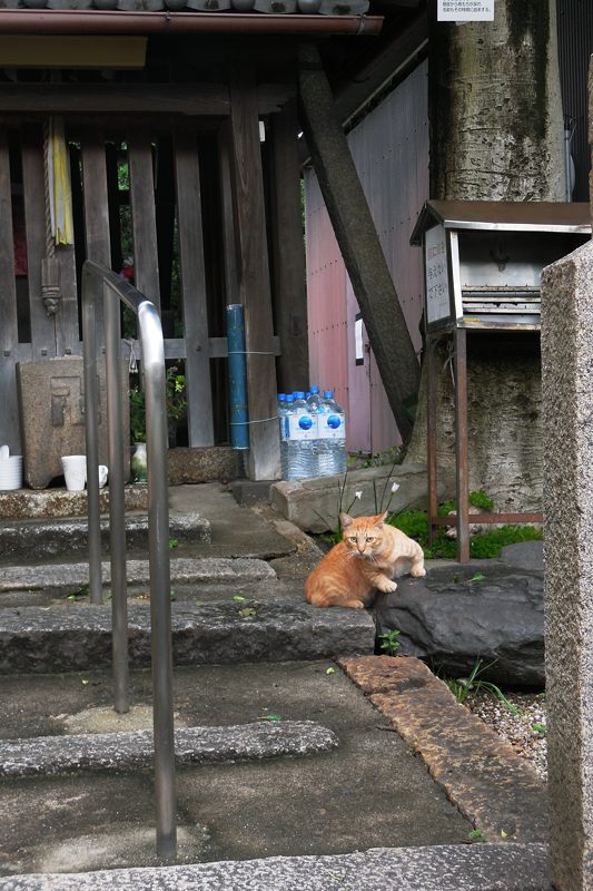町角ニャンコ・あちこちニャンコ_f0032011_1745556.jpg