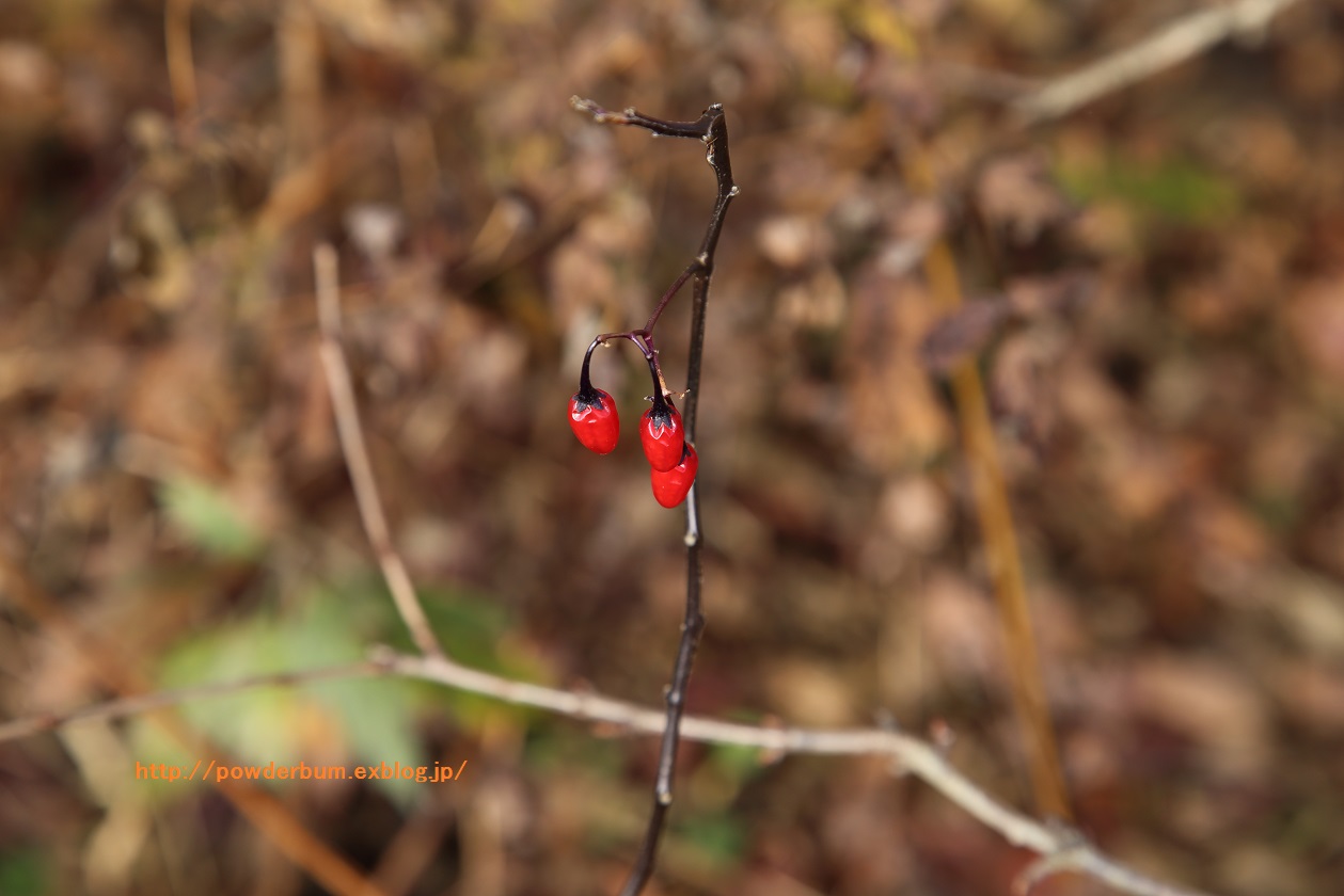 b0062024_9295440.jpg