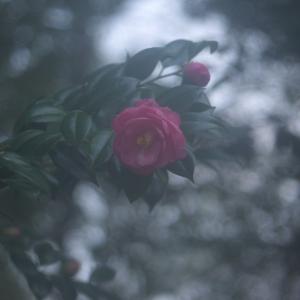 d0346134_21091276.jpg