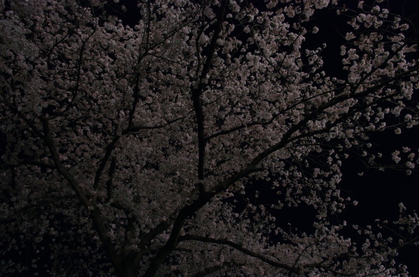 夜桜_d0346134_21134000.jpg