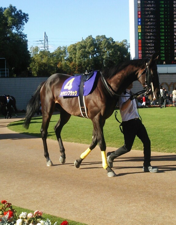 キタサンブラック優勝で祭りに湧いた菊花賞！_c0331446_23243466.jpg