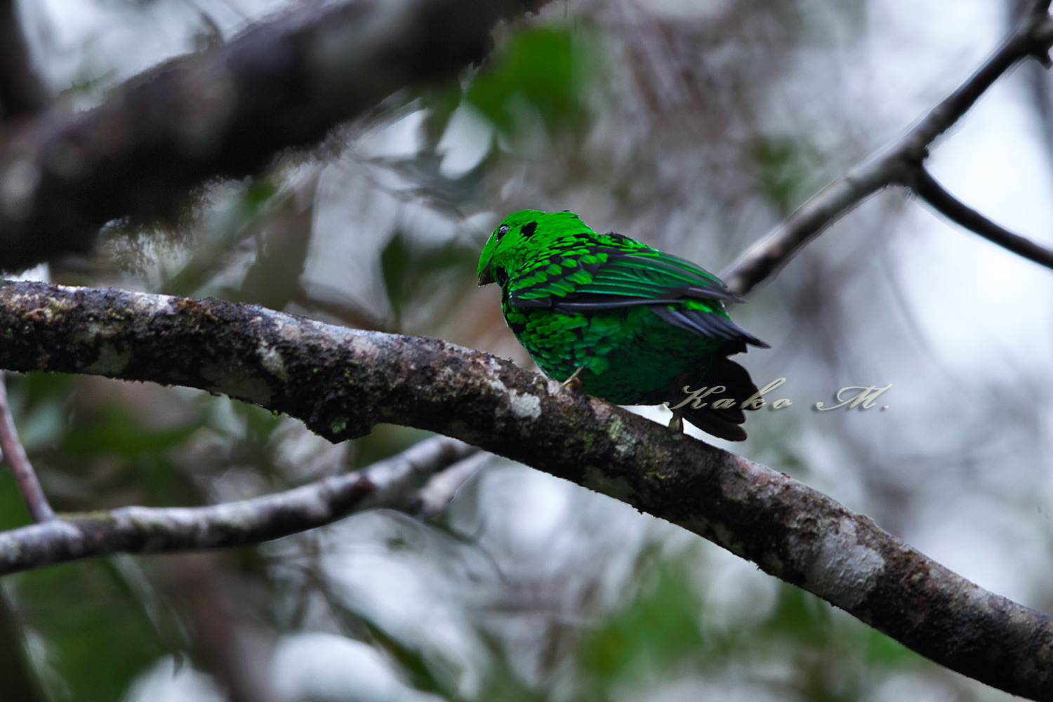 ＊オオミドリヒロハシ　Whitehead’　Broadbill_d0013455_1758667.jpg