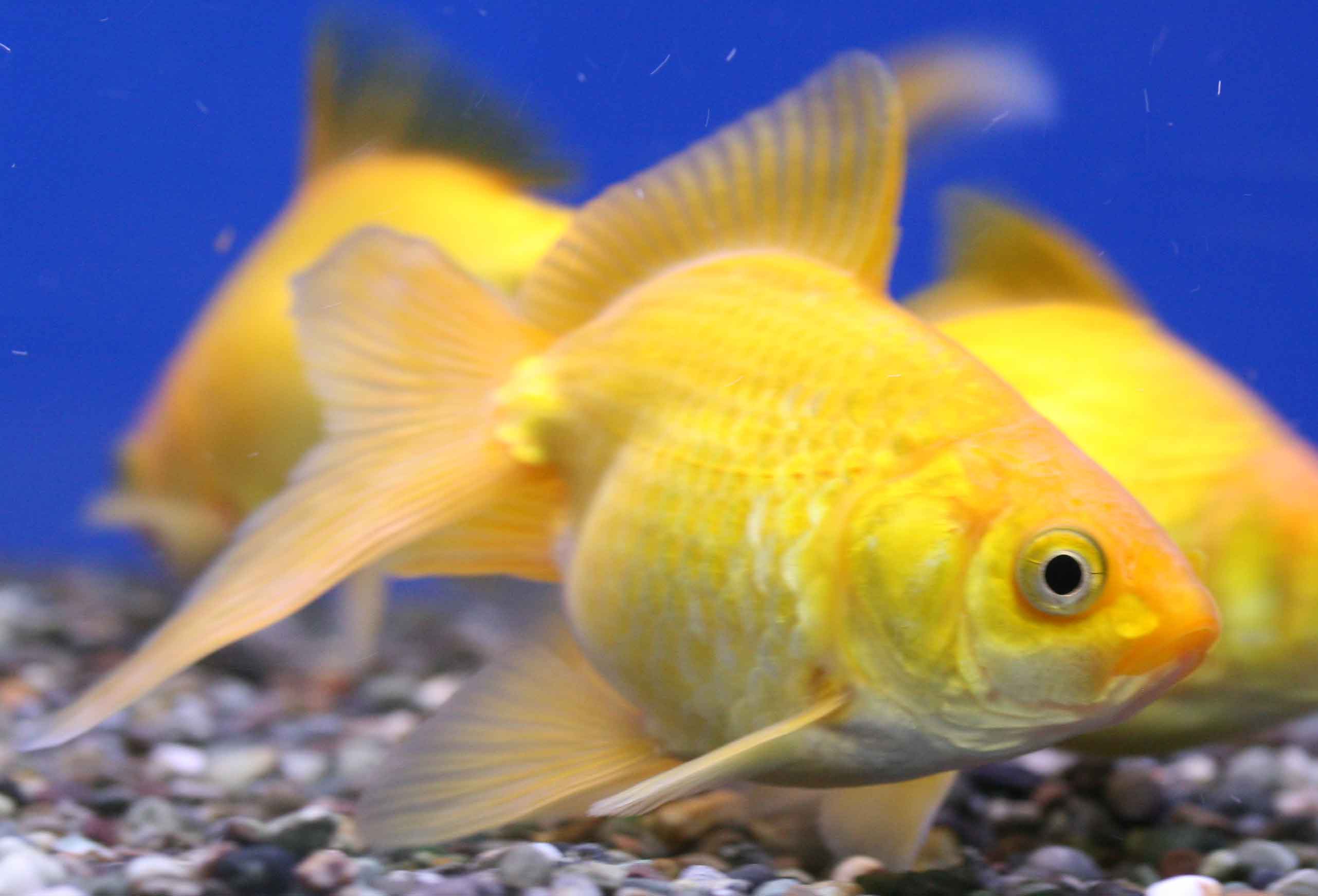 きれいなお魚入荷しました ビーボックスアクアリウム松戸店 熱帯魚 水草情報