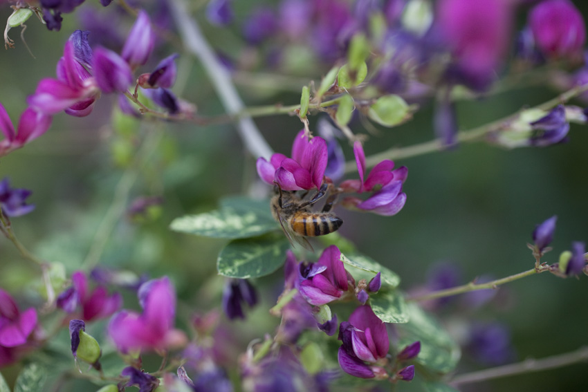 萩が紫になってきて、ミツバチは忙しそうで、つやつやしたおしり_e0195168_1203950.jpg